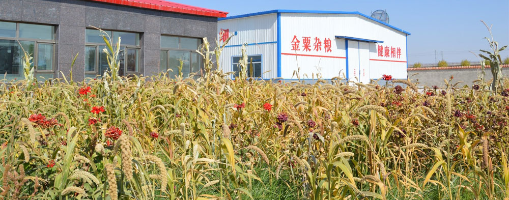 优质   创新   健康   时尚